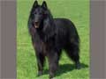 Belgian Sheepdog