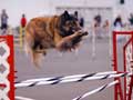 Belgian Tervuren