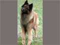 Belgian Tervuren