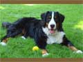 Bernese Mountain Dog