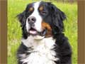 bernese-mountain-dog-226.jpg