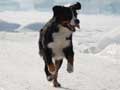 Bernese Mountain Dog