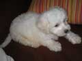 bichon-frise-228.jpg