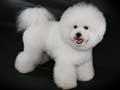 bichon-frise-229.jpg