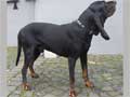 black-and-tan-coonhound-231.jpg