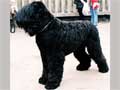 black-russian-terrier-233.jpg