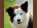 border-collie-239.jpg