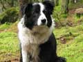 border-collie-241.jpg