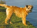 border-terrier-242.jpg