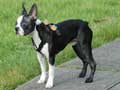 boston-terrier-126.jpg