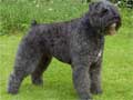 bouvier-des-flandres-246.jpg