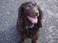 boykin-spaniel-247.jpg