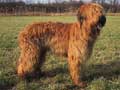 briard-249.jpg