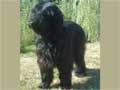 Briard