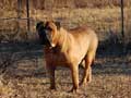 Bullmastiff