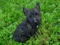 Cairn Terrier