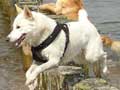 Canaan Dog