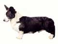 Cardigan Welsh Corgi