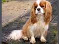 Cavalier King Charles Spaniel