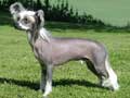 chinese-crested-209.jpg