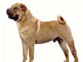 chinese-shar-pei-210.jpg