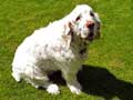 Clumber Spaniel