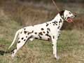 dalmatian-197.jpg