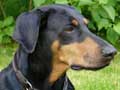 doberman-pinscher-103.jpg