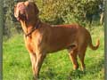 Dogue De Bordeaux