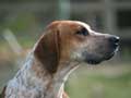 english-foxhound-192.jpg