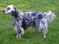 english-setter-193.jpg