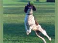 English Springer Spaniel