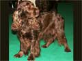 field-spaniel-100.jpg