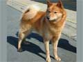 Finnish Spitz