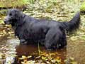 Flat Coated Retriever