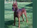 German Pinscher