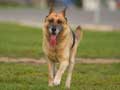 german-shepherd-dog-129.jpg