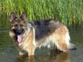 german-shepherd-dog-133.jpg