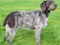 German Wirehaired Pointer