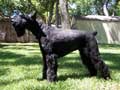 giant-schnauzer-176.jpg