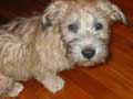 Glen Of Imaal Terrier