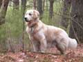 golden-retriever-113.jpg