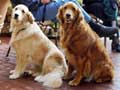 golden-retriever-114.jpg