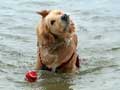 golden-retriever-115.jpg