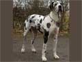 great-dane-125.jpg