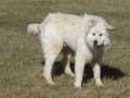 Great Pyrenees