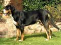 Greater Swiss Mountain Dog