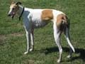 greyhound-184.jpg