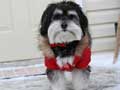 havanese-173.jpg