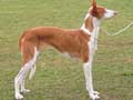 Ibizan Hound